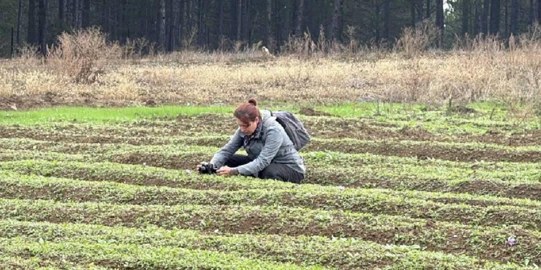Bu ürün için yurt dışından bile akın ediyorlar! Hasat eden kazancını katlıyor: Kilosu 600.000 TL ediyor 3